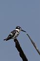 116 Okavango Delta, bonte ijsvogel